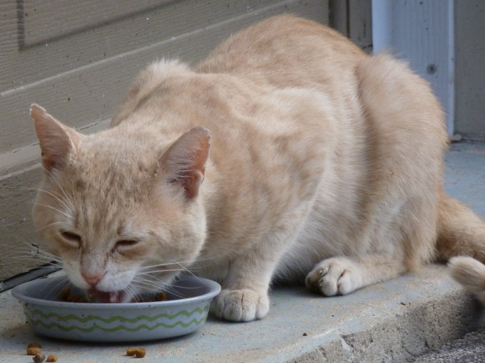 kot jedzący karmę